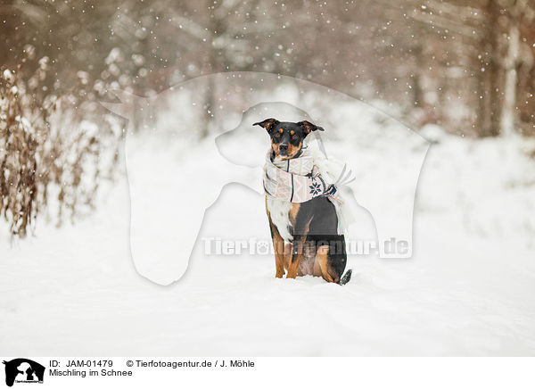 Mischling im Schnee / mongrel in the snow / JAM-01479