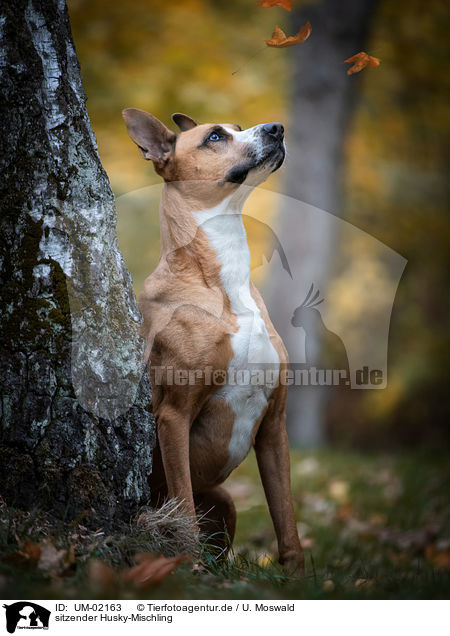sitzender Husky-Mischling / sitting Husky-Mongrel / UM-02163