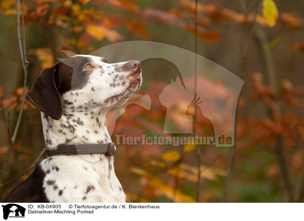 Dalmatiner-Mischling Portrait / Dalmatian-Mongrel Portrait / KB-04905
