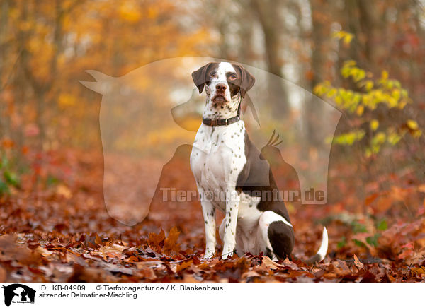 sitzender Dalmatiner-Mischling / sitting Dalmatian-Mongrel / KB-04909