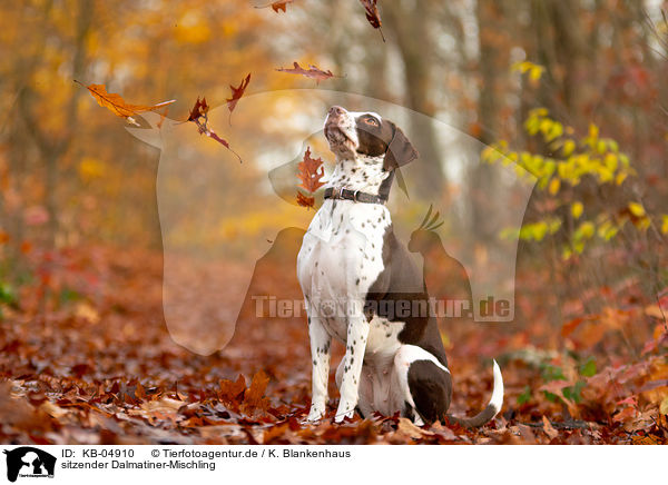 sitzender Dalmatiner-Mischling / sitting Dalmatian-Mongrel / KB-04910