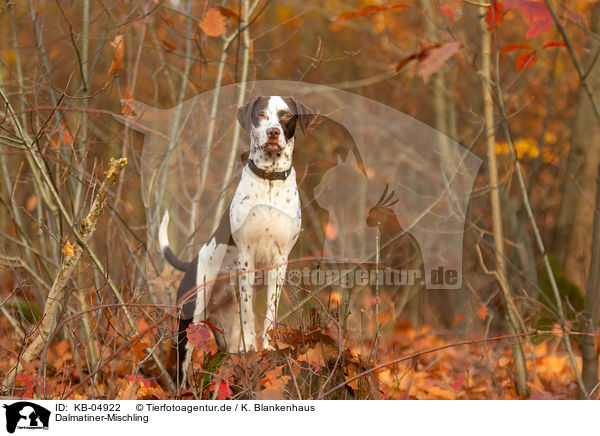 Dalmatiner-Mischling / Dalmatian-Mongrel / KB-04922