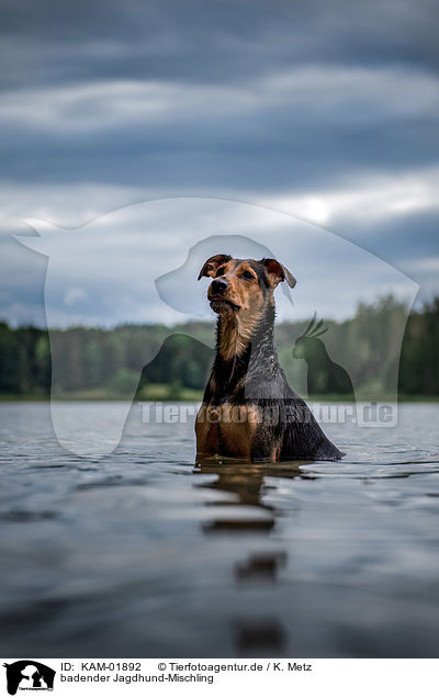 badender Jagdhund-Mischling / bathing hound-mongrel / KAM-01892