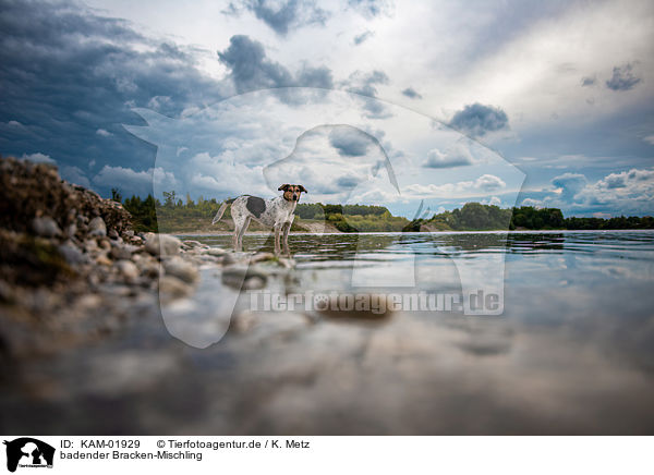 badender Bracken-Mischling / bathing bracke-mongrel / KAM-01929