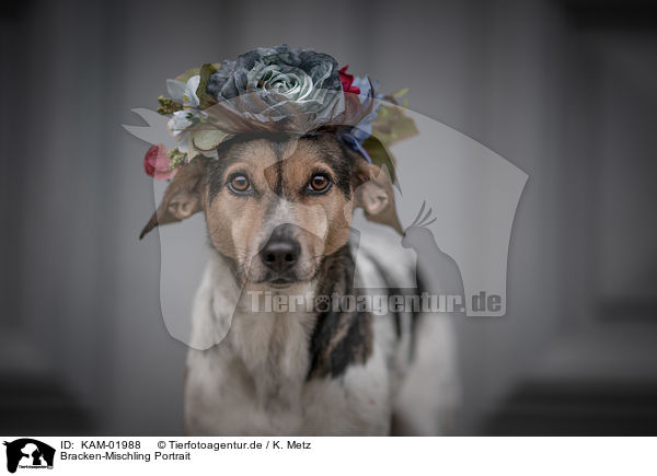 Bracken-Mischling Portrait / bracke-mongrel portrait / KAM-01988