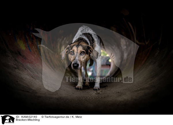 Bracken-Mischling / bracke-mongrel / KAM-02140