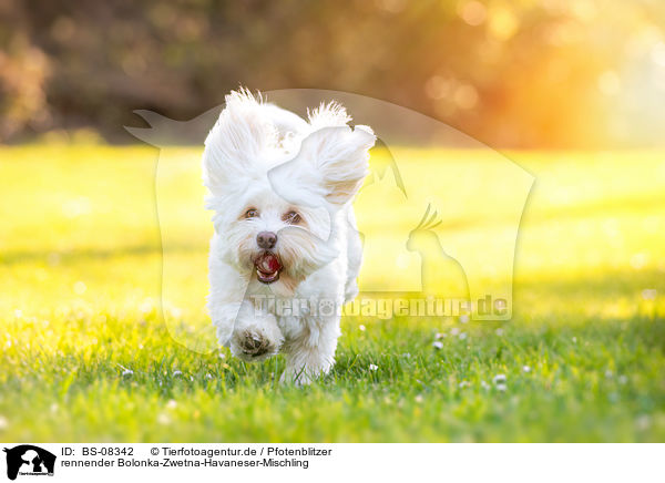 rennender Bolonka-Zwetna-Havaneser-Mischling / running Bolonka-Zwetna-Havanese-Mongrel / BS-08342
