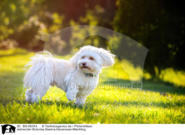 stehender Bolonka-Zwetna-Havaneser-Mischling / standing Bolonka-Zwetna-Havanese-Mongrel / BS-08343