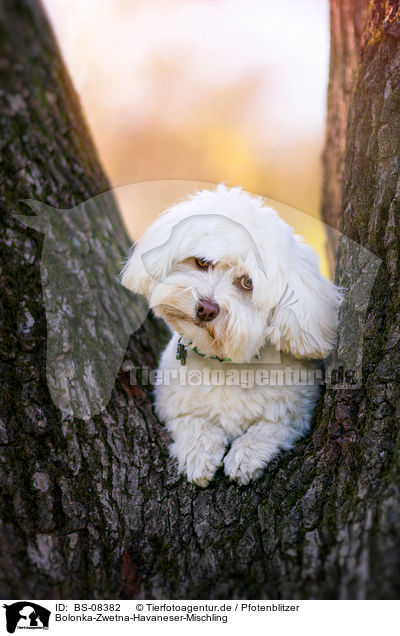 Bolonka-Zwetna-Havaneser-Mischling / Bolonka-Zwetna-Havanese-Mongrel / BS-08382