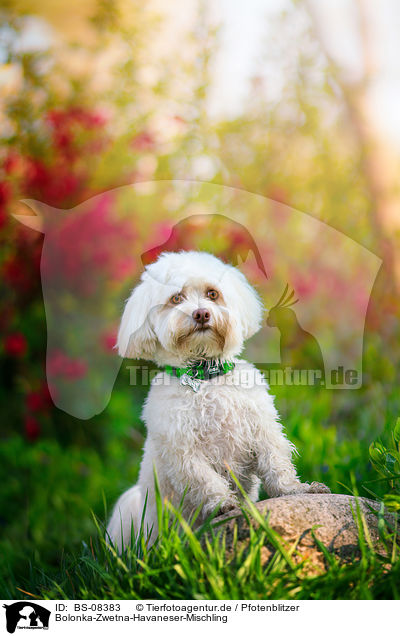 Bolonka-Zwetna-Havaneser-Mischling / Bolonka-Zwetna-Havanese-Mongrel / BS-08383