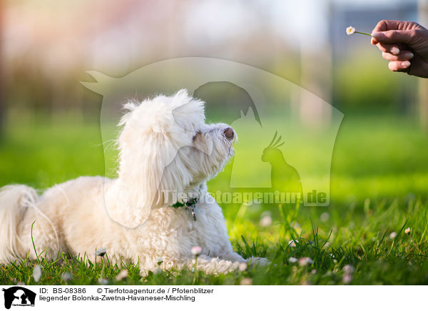 liegender Bolonka-Zwetna-Havaneser-Mischling / lying Bolonka-Zwetna-Havanese-Mongrel / BS-08386