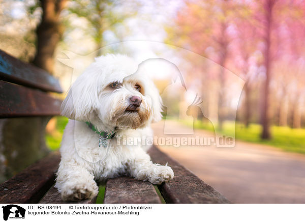 liegender Bolonka-Zwetna-Havaneser-Mischling / lying Bolonka-Zwetna-Havanese-Mongrel / BS-08494