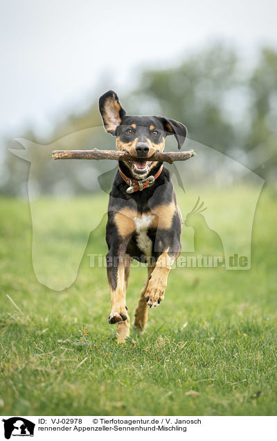 rennender Appenzeller-Sennenhund-Mischling / running Appenzell-Mountain-Dog-Mongrel / VJ-02978