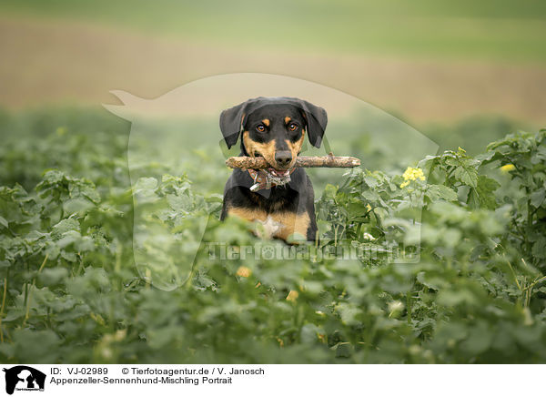 Appenzeller-Sennenhund-Mischling Portrait / Appenzell-Mountain-Dog-Mongrel Portrait / VJ-02989