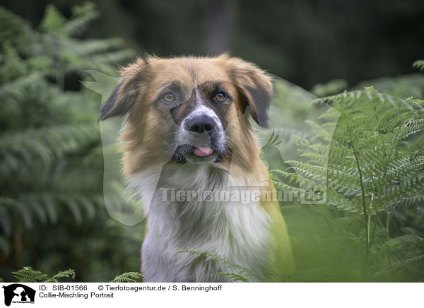 Collie-Mischling Portrait / SIB-01566