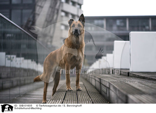 Schferhund-Mischling / Shepherd-Mongrel / SIB-01605