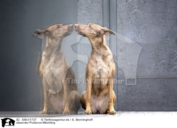 sitzender Podenco-Mischling / sitting Podenco-Mongrel / SIB-01737