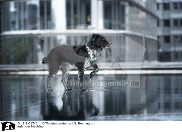 laufender Mischling / walking mongrel / SIB-01746