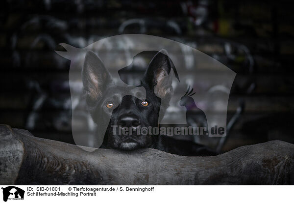 Schferhund-Mischling Portrait / Shepherd-Mongrel Portrait / SIB-01801