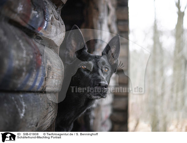 Sch�ferhund-Mischling Portrait / Shepherd-Mongrel Portrait / SIB-01808