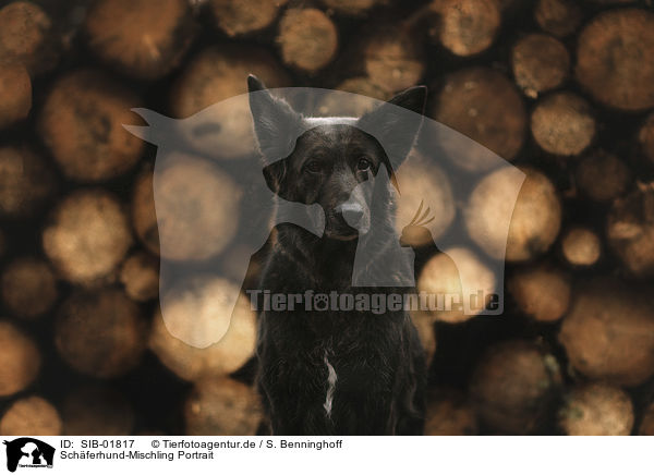 Schferhund-Mischling Portrait / Shepherd-Mongrel Portrait / SIB-01817