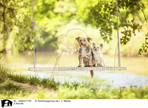 2 Hunde / JAM-01730