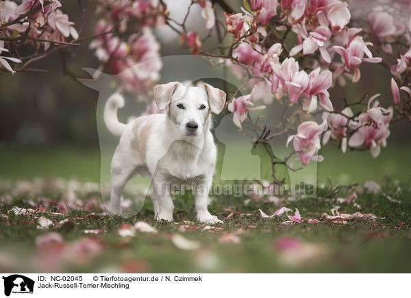 Jack-Russell-Terrier-Mischling / Jack-Russell-Terrier-Mongrel / NC-02045