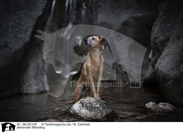 stehender Mischling / standing mongrel / NC-02140
