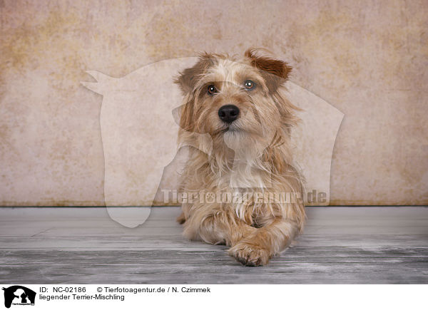 liegender Terrier-Mischling / lying Terrier-Mongrel / NC-02186