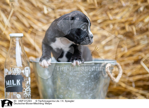 Deutscher-Boxer-Mischling Welpe / German-Boxer-Mongrel Puppy / HSP-01293