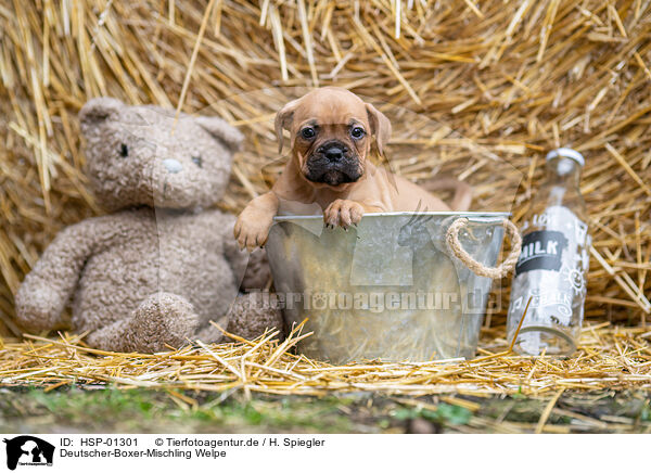 Deutscher-Boxer-Mischling Welpe / German-Boxer-Mongrel Puppy / HSP-01301