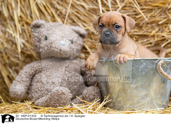 Deutscher-Boxer-Mischling Welpe / German-Boxer-Mongrel Puppy / HSP-01302
