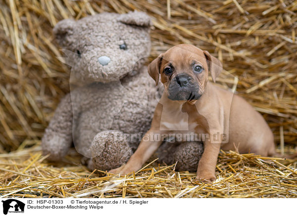 Deutscher-Boxer-Mischling Welpe / German-Boxer-Mongrel Puppy / HSP-01303