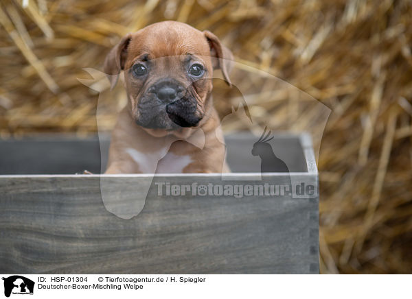 Deutscher-Boxer-Mischling Welpe / German-Boxer-Mongrel Puppy / HSP-01304