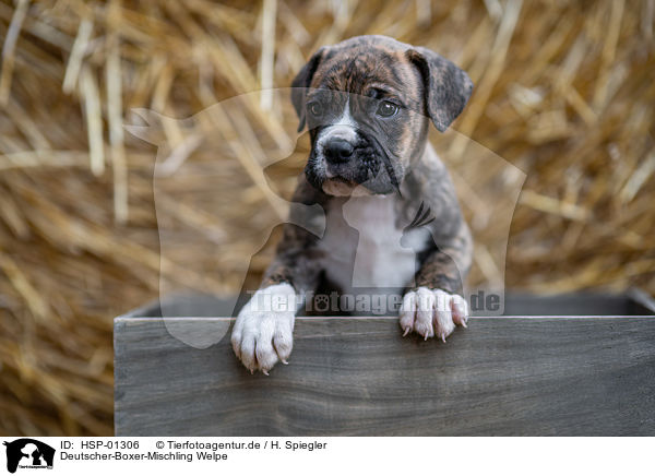 Deutscher-Boxer-Mischling Welpe / German-Boxer-Mongrel Puppy / HSP-01306