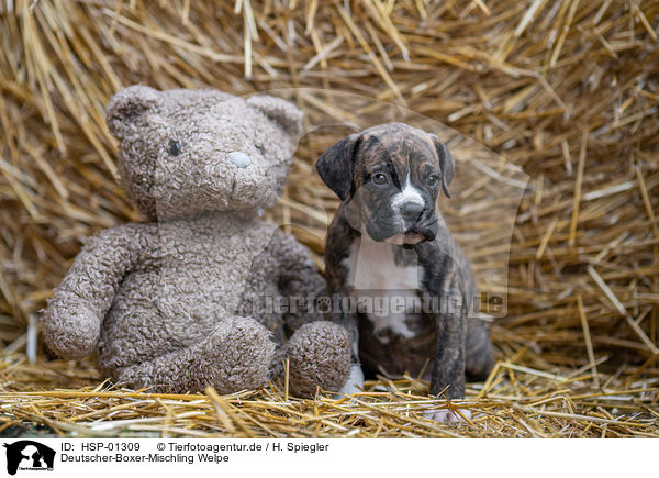 Deutscher-Boxer-Mischling Welpe / German-Boxer-Mongrel Puppy / HSP-01309