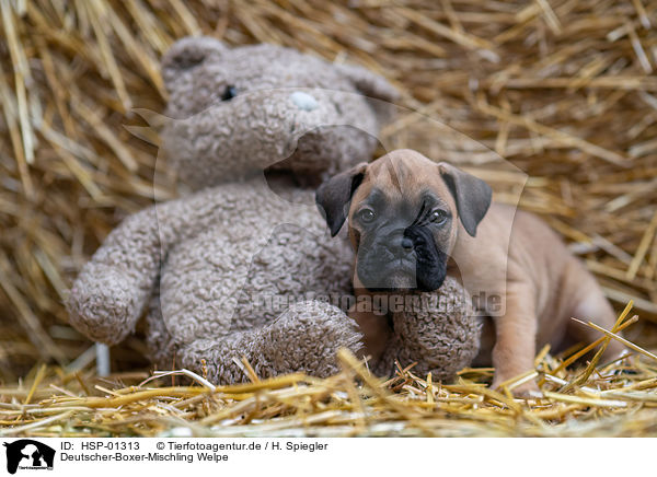 Deutscher-Boxer-Mischling Welpe / German-Boxer-Mongrel Puppy / HSP-01313