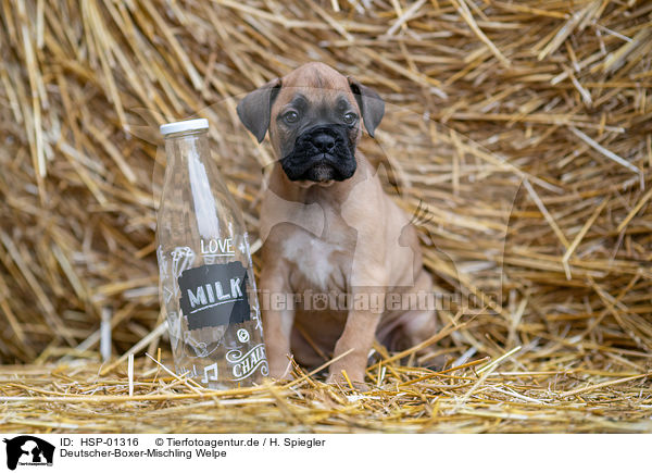 Deutscher-Boxer-Mischling Welpe / German-Boxer-Mongrel Puppy / HSP-01316