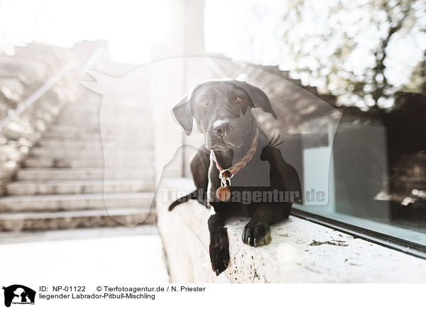 liegender Labrador-Pitbull-Mischling / lying Labrador-Pitbull-Mongel / NP-01122