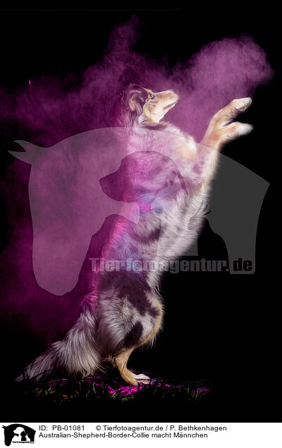 Australian-Shepherd-Border-Collie macht Mnnchen / begging Australian-Shepherd-Border-Collie / PB-01081