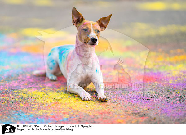 liegender Jack-Russell-Terrier-Mischling / HSP-01359