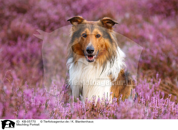 Mischling Portrait / mongrel portrait / KB-05770