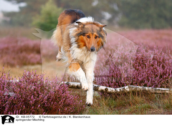 springender Mischling / jumping mongrel / KB-05772