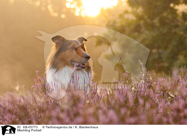 Mischling Portrait / mongrel portrait / KB-05773