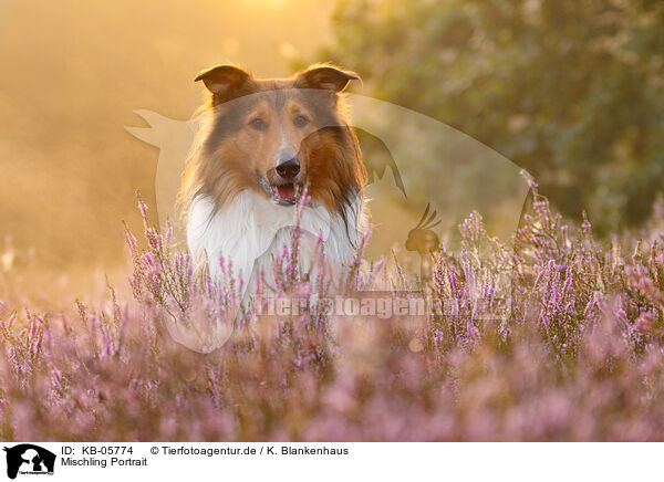Mischling Portrait / mongrel portrait / KB-05774