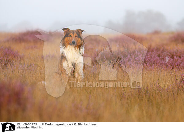 sitzender Mischling / sitting mongrel / KB-05775