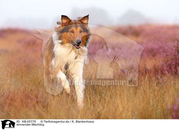 rennender Mischling / running mongrel / KB-05776