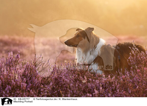 Mischling Portrait / mongrel portrait / KB-05777