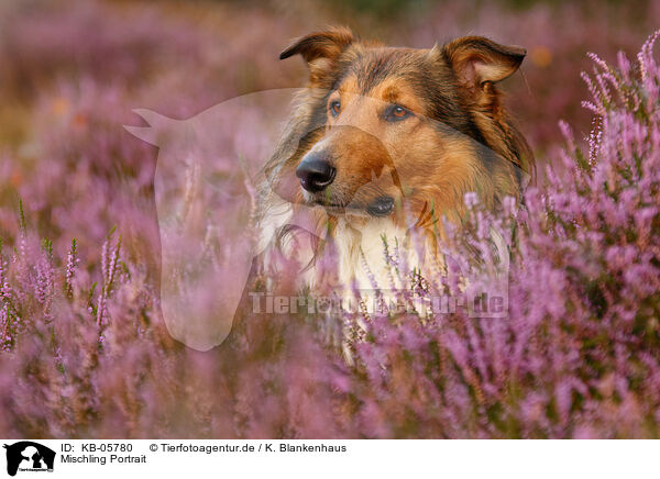 Mischling Portrait / mongrel portrait / KB-05780