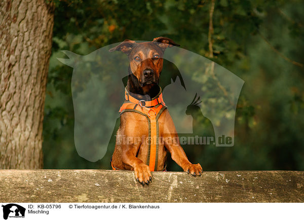 Mischling / mongrel / KB-05796
